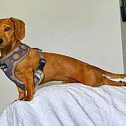 Joey is registered to the contest to win money with this photo: dachshund, dog, pet, brown_dog, harness, standing, blanket, indoor, wall, light_switch, curious, small_dog, short_legs, tail, ears, canine, looking, domestic_animal, furniture, house