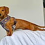 dachshund, dog, pet, brown_dog, harness, standing, blanket, indoor, wall, light_switch, curious, small_dog, short_legs, tail, ears, canine, looking, domestic_animal, furniture, house