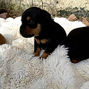 Dobby a rejoint le concours — aidez-le/la à gagner de superbes lots ! puppy, dog, black_and_tan, fluffy_blanket, cute, young, animal, pet, fur, small, sitting, indoors, texture, soft, background, wall, paws, portrait, cozy, curious