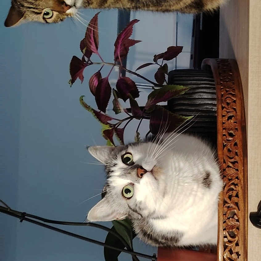 Clochette Et Rakham a rejoint le concours — aidez-le/la à gagner de superbes lots ! angora, animal, cat, cookware, flower, flowerarrangement, ikebana, jar, kitten, manx, pet, plant, planter, pot, pottedplant, pottery, vase, window, windowsill, wood