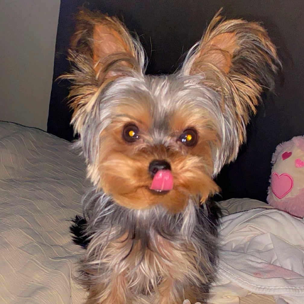 Nola joined the competition — help win amazing prizes! adorable, animal, bed, blanket, companion, cozy, cute, dog, ears, face, fluffy, fur, indoor, pet, plush_toy, sleeping_area, small_dog, tongue, tongue_out, yorkshire_terrier