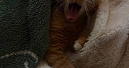Turbo joined the competition — help win amazing prizes! animal, blanket, cat, comfort, cozy, cute, domestic_cat, feline, fur, indoor, mammal, orange_tabby, paw, pet, relaxation, resting, sleepy, soft_texture, whiskers, yawning
