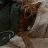 Turbo joined the competition — help win amazing prizes! cat, orange_tabby, yawning, blanket, cozy, sleepy, fur, pet, indoor, resting, cute, paw, whiskers, soft_texture, relaxation, comfort, animal, mammal, domestic_cat, feline