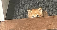 Turbo joined the competition — help win amazing prizes! kitten, orange_cat, peeking, wooden_floor, carpet, indoor, cute, small, curious, animal, pet, feline, young, playful, hiding, ears, eyes, flooring, home, cozy