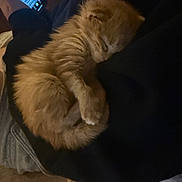 Turbo joined the competition — help win amazing prizes! animal, bed, cat, cozy, curled_up, cute, dark_background, fabric, feline, fluffy, hand, indoor, kitten, orange_cat, pet, phone, relaxation, resting, sleeping, soft_light