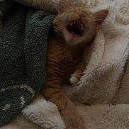 Turbo is registered to the contest to win money with this photo: cat, orange_cat, yawning, blanket, cozy, soft_texture, indoor, pet, fur, paw, resting, cute, animal, sleepy, warm, comfort, feline, mouth_open, teeth, relaxation