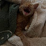 Turbo is registered to the contest to win money with this photo: animal, blanket, cat, comfort, cozy, cute, feline, fur, indoor, mouth_open, orange_cat, paw, pet, relaxation, resting, sleepy, soft_texture, teeth, warm, yawning