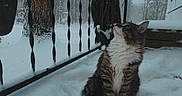 Junebug joined the competition — help win amazing prizes! cat, tabby, snow, winter, outdoor, porch, railing, tree, animal, pet, feline, curious, cold, nature, fur, white, gray, background, season, quiet