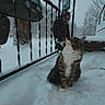 cat, tabby, snow, winter, outdoor, porch, railing, tree, animal, pet, feline, curious, cold, nature, fur, white, gray, background, season, quiet