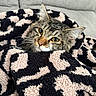 Junebug joined the competition — help win amazing prizes! cat, tabby, blanket, cozy, fur, pet, indoor, resting, animal, cute, soft, patterned_blanket, curious, whiskers, ears, eyes, couch, relaxing, wrapped, closeup