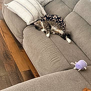 Junebug is registered to the contest to win money with this photo: cat, couch, pillows, blanket, plush_toy, dog_paw, wood_floor, striped_pillow, leopard_print, sleeping, cozy, indoor, pet, fur, relaxing, home_interior, soft_texture, animal, resting, furniture