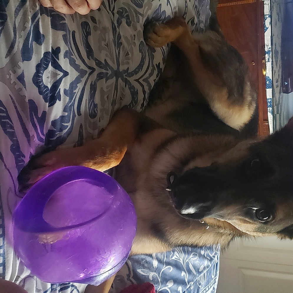 Brady joined the competition — help win amazing prizes! canidae, carnivore, cat, comfort, companion_dog, dog_breed, domestic_short_haired_cat, drinkware, ear, electric_blue, fawn, felidae, fun, fur, purple, small_to_medium_sized_cats, sporting_group, tail, tree, whiskers