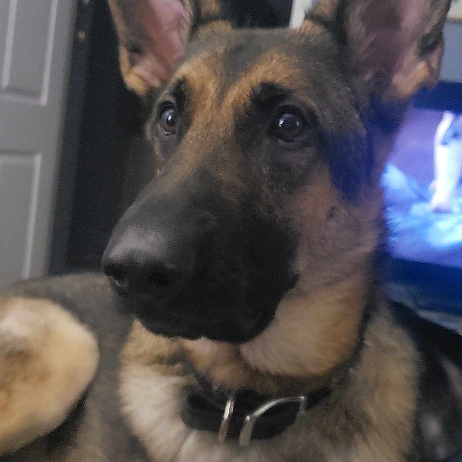 Brady joined the competition — help win amazing prizes! animal, canine, computerhardware, dog, electronics, face, germanshepherd, hardware, head, monitor, person, pet, policedog, puppy, screen