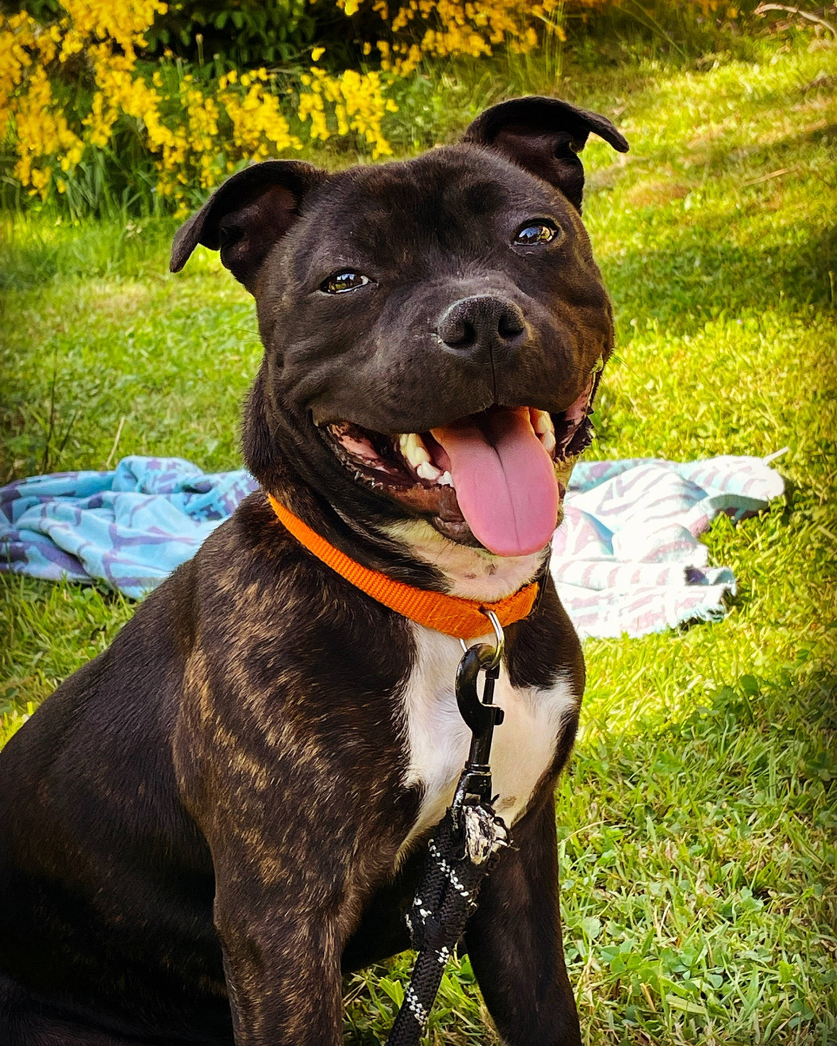 Shyna a rejoint le concours — aidez-le/la à gagner de superbes lots ! canidae, carnivore, collar, companion_dog, dog, dog_breed, dog_collar, fashion_accessory, fawn, grass, groundcover, guard_dog, leash, liver, pet_supply, plant, snout, sporting_group, whiskers, working_animal