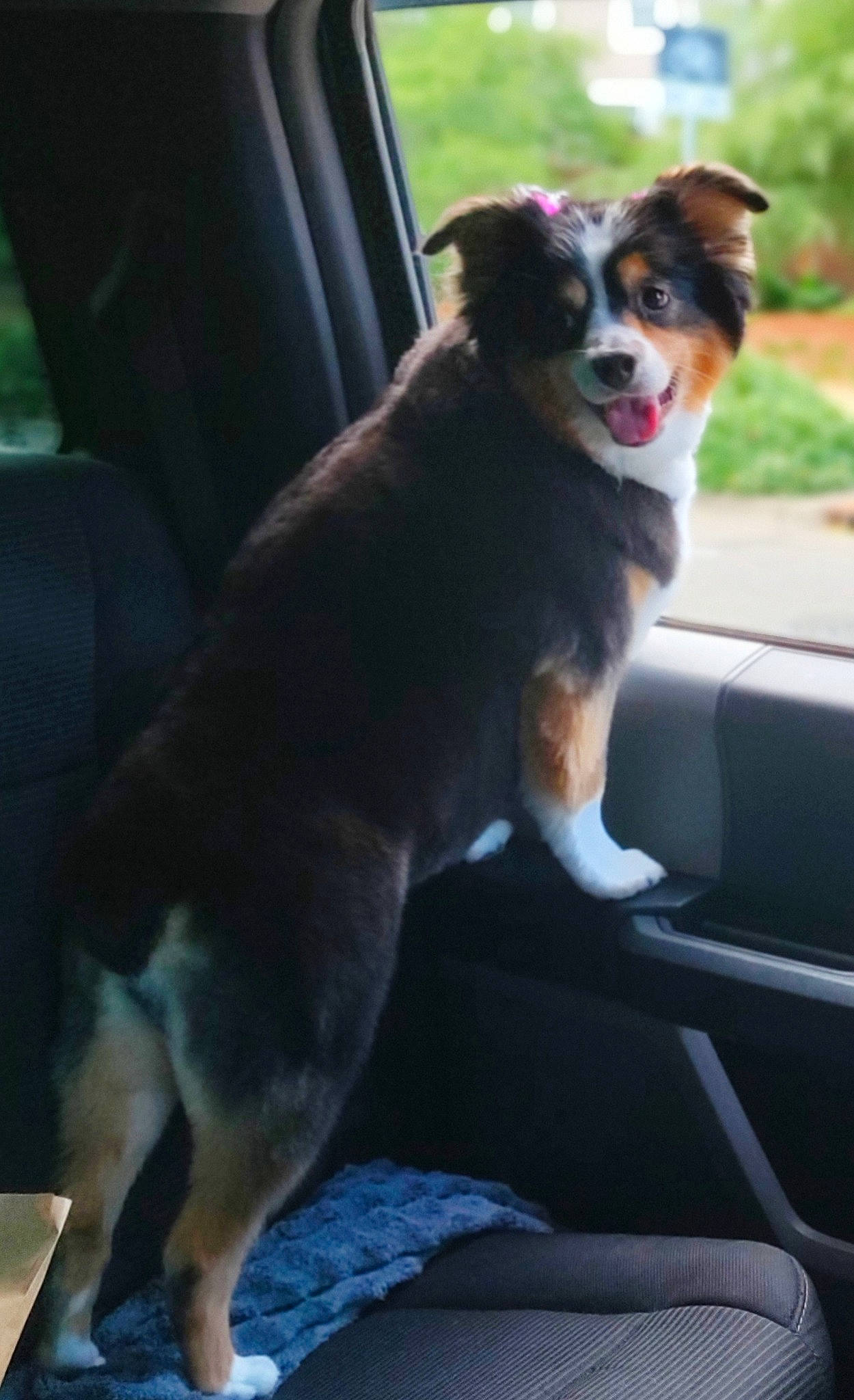 Remedy joined the competition — help win amazing prizes! auto_part, automotive_exterior, automotive_mirror, canidae, car, car_seat, carnivore, companion_dog, dog, dog_breed, door, motor_vehicle, plant, snout, sporting_group, tail, tints_and_shades, vehicle, vehicle_door, whiskers