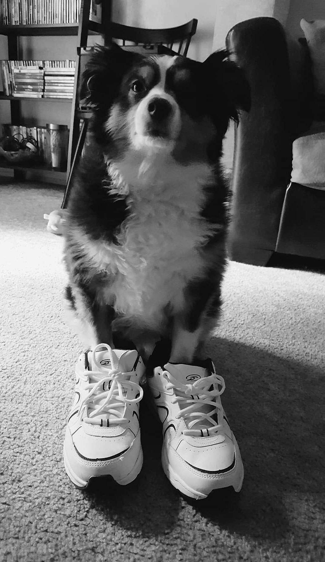 Remedy is registered to the contest to win money with this photo: black, black_and_white, carnivore, companion_dog, dog, dog_breed, footwear, grey, herding_dog, human_leg, light, monochrome, monochrome_photography, outdoor_shoe, photograph, snapshot, style, walking_shoe, whiskers, white