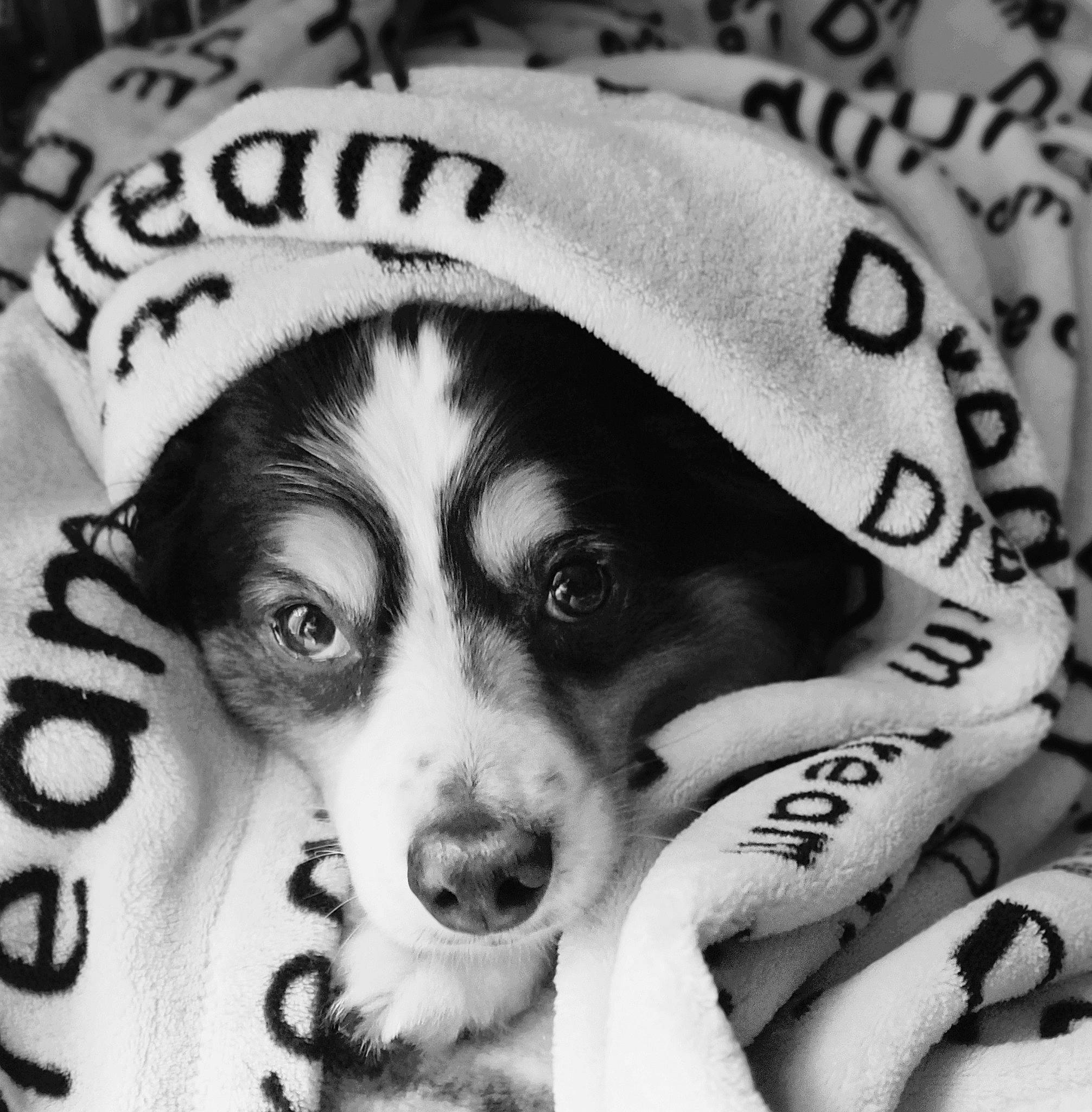 Remedy is registered to the contest to win money with this photo: black_and_white, canidae, cap, carnivore, companion_dog, dog, dog_breed, fashion_accessory, font, fur, monochrome, monochrome_photography, photograph, sleeve, snout, stock_photography, style, toy_dog, whiskers, white