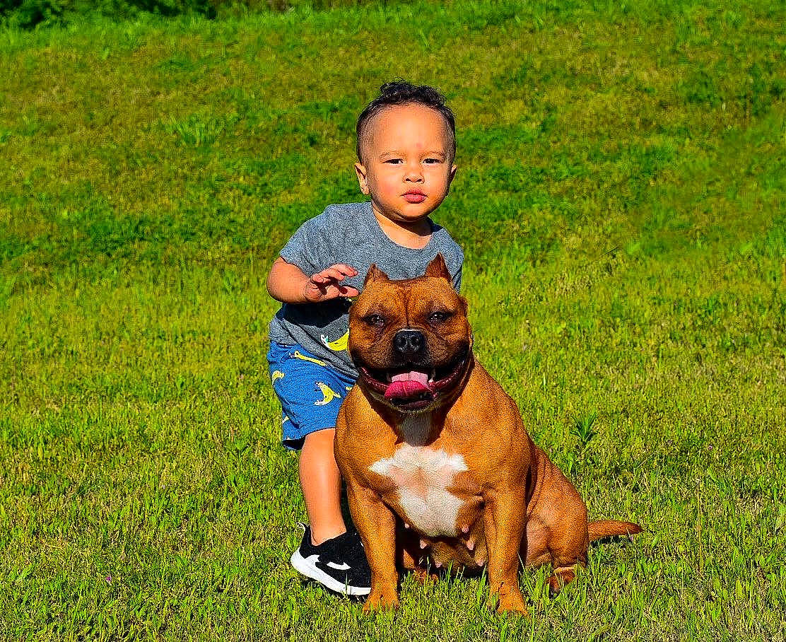 Kashen is registered to the contest to win money with this photo: boerboel, boxer, bullmastiff, canidae, carnivore, companion_dog, dog, dog_breed, fawn, grass, mammal, perro_de_presa_mallorquin, person, rare_breed_dog, vertebrate