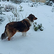 Looky participe au concours pour gagner de l'argent avec cette photo : animal, background, brown, bushes, canine, cold, dog, fur, garden, landscape, nature, outdoor, pet, plants, quiet, season, snow, snowy, white, winter