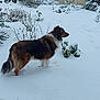 animal, background, brown, bushes, canine, cold, dog, fur, garden, landscape, nature, outdoor, pet, plants, quiet, season, snow, snowy, white, winter