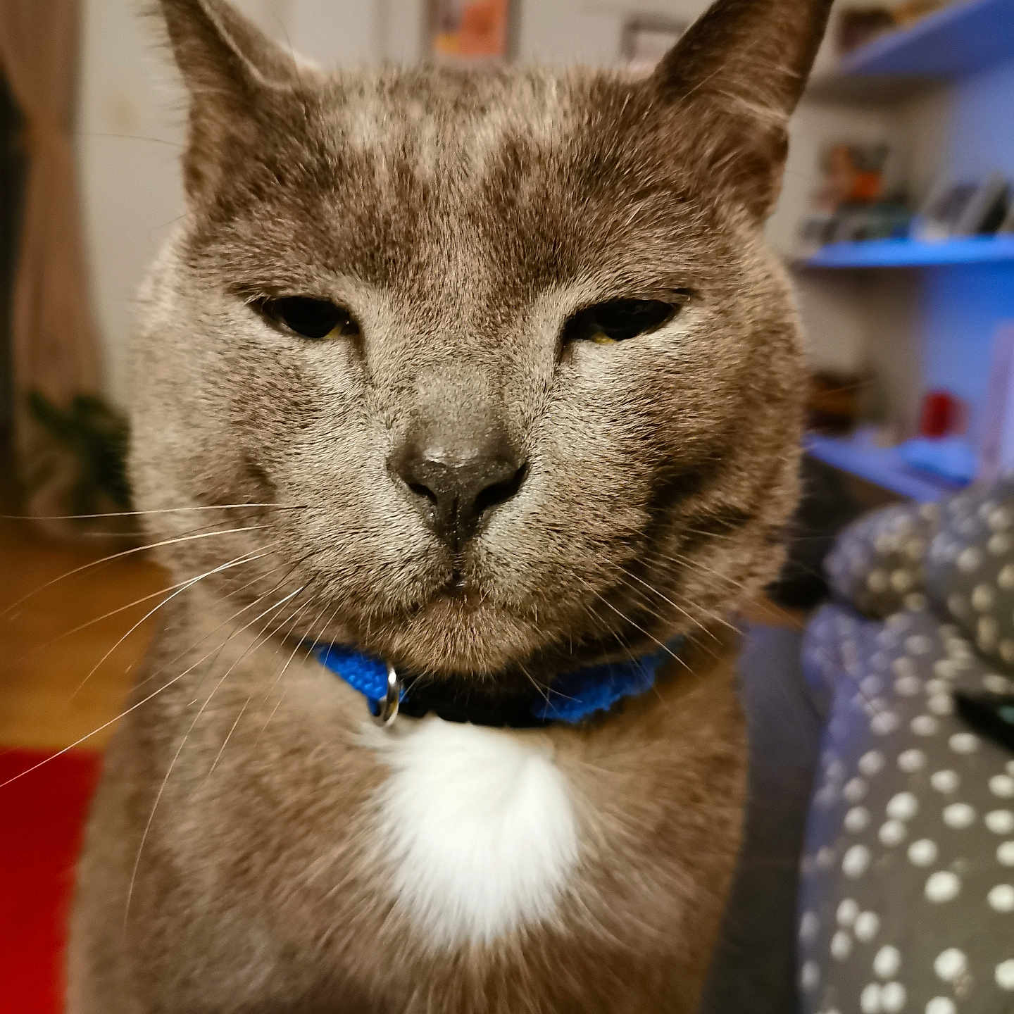 Gris participe au concours pour gagner de l'argent avec cette photo : animal, blue_collar, cat, close_up, cozy, domestic, ears, expression, face, fur, furniture, home, indoor, mammal, pet, picture_frame, portrait, shelf, whiskers, white_patch