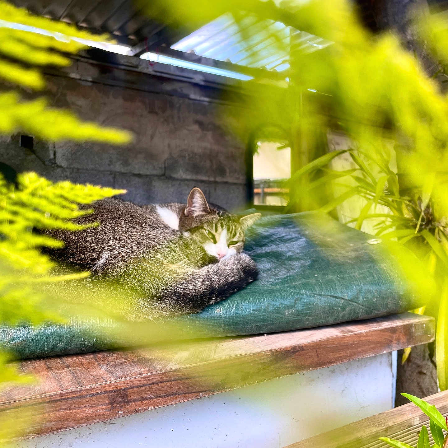 Grinette a rejoint le concours — aidez-le/la à gagner de superbes lots ! animal, bench, blurred_foreground, cat, cozy, cushion, foliage, fur, green, indoor, nature, peaceful, pet, plants, relaxing, resting, rustic, sleeping, tabby, wooden