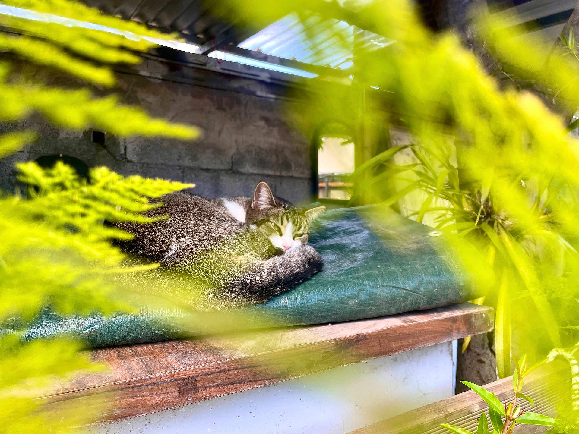 Grinette a rejoint le concours — aidez-le/la à gagner de superbes lots ! animal, bench, blurred_foreground, cat, cozy, cushion, foliage, fur, green, indoor, nature, peaceful, pet, plants, relaxing, resting, rustic, sleeping, tabby, wooden