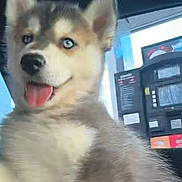 Luna is registered to the contest to win money with this photo: dog, puppy, husky, blue_eyes, tongue_out, fur, pet, animal, inside_car, hand, person, window, gas_station, daylight, cute, young_dog, canine, mammal, domestic_animal, friendly