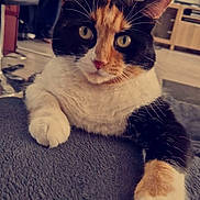 Jipsy a rejoint le concours — aidez-le/la à gagner de superbes lots ! cat, calico, pet, feline, indoor, blanket, paws, closeup, curious, relaxed, animal, whiskers, fur, home, living_room, soft, cute, domestic, mammal, resting