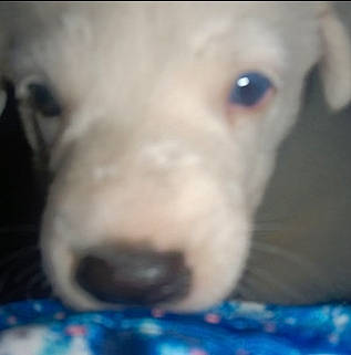 Arroz joined the competition — help win amazing prizes! canidae, carnivore, close_up, companion_dog, dog, dog_breed, ear, eye, fur, non_sporting_group, pet_supply, retriever, sporting_group, terrestrial_animal, whiskers, working_animal