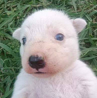 Arroz is registered to the contest to win money with this photo: bear, canidae, carnivore, companion_dog, dog_breed, eye, face, fur, grass, grassland, head, marsupial, pasture, plant, polar_bear, snout, terrestrial_animal, tree, whiskers, wildlife