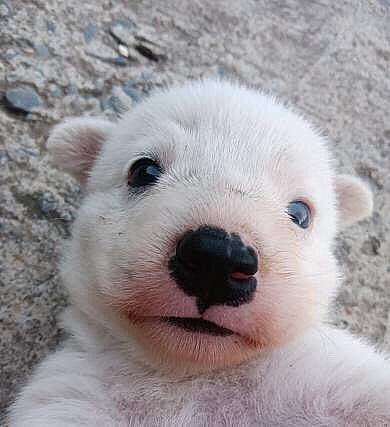 Arroz is registered to the contest to win money with this photo: bear, canidae, carnivore, dog_breed, drink, eye, face, foam, fur, head, marine_mammal, plant, polar_bear, smile, snout, terrestrial_animal, whiskers, wildlife