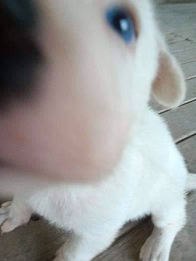 Arroz is registered to the contest to win money with this photo: canidae, carnivore, companion_dog, dog, dog_breed, ear, eyelash, fawn, fur, non_sporting_group, nose, paw, snout, sporting_group, tail, terrestrial_animal, whiskers, wood, working_animal