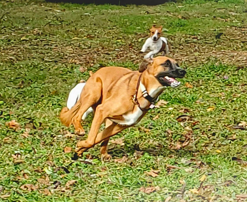 George Bailey is registered to the contest to win money with this photo: ancient_dog_breeds, canidae, carnivore, collar, companion_dog, dog, dog_breed, dog_collar, dog_supply, fawn, grass, hound, non_sporting_group, plant, snout, sporting_group, tail, terrestrial_animal, working_animal, working_dog