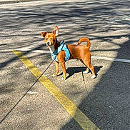 Bisco a rejoint le concours — aidez-le/la à gagner de superbes lots ! dog, brown_dog, small_dog, harness, leash, asphalt, sunlight, shadow, yellow_line, white_line, outdoor, pet, animal, standing, daylight, street, road_marking, squinting, canine, short_hair