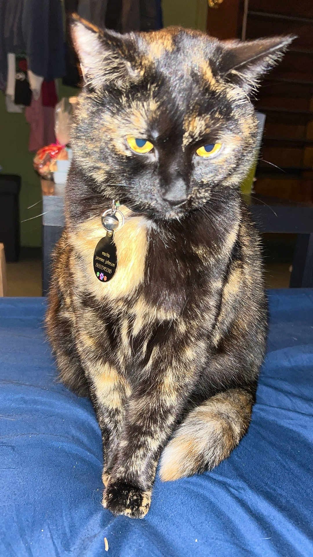 Mushu joined the competition — help win amazing prizes! cat, tortoiseshell, pet, animal, indoor, collar, tag, yellow_eyes, fur, sitting, blue_blanket, close_up, feline, portrait, domestic_animal, cute, whiskers, ear, tail, household