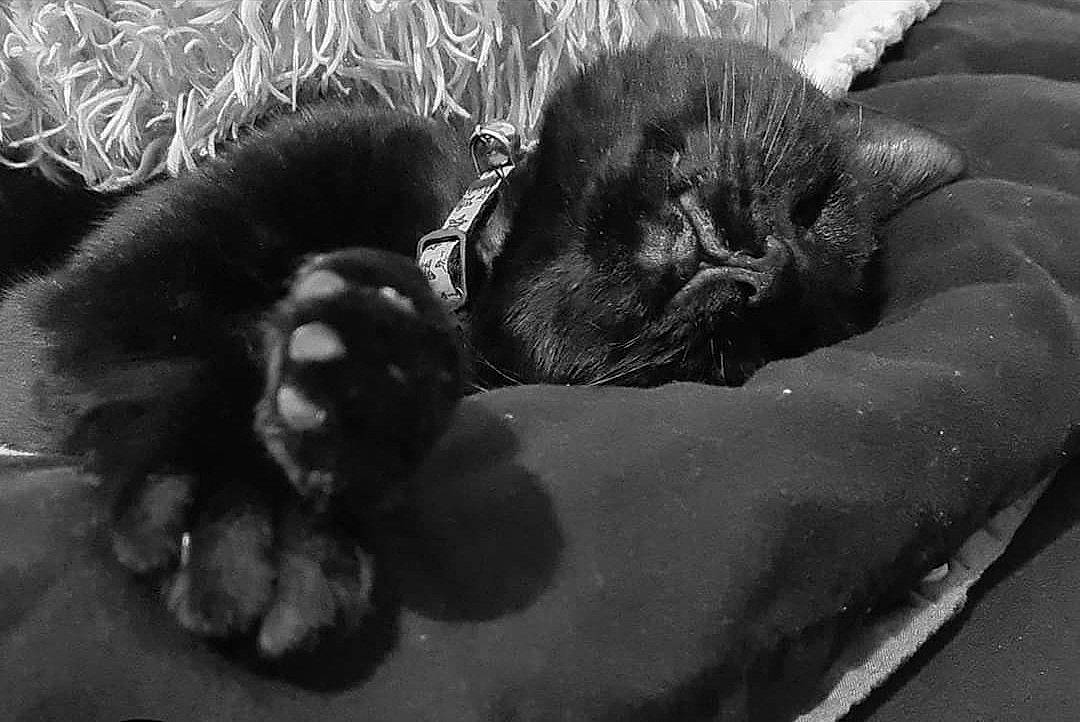 Coraline is registered to the contest to win money with this photo: black_cat, canidae, carnivore, cat, cat_bed, claw, comfort, companion_dog, dog_breed, felidae, fur, monochrome, monochrome_photography, paw, small_to_medium_sized_cats, snout, sporting_group, terrestrial_animal, whiskers, working_animal