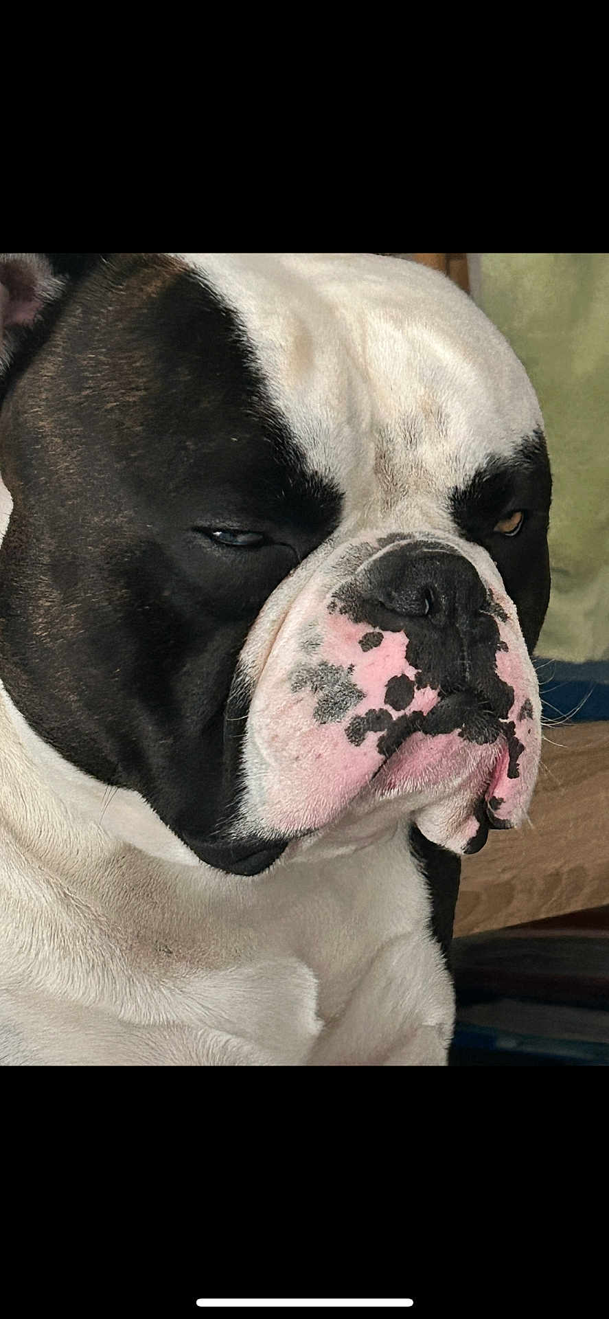 Sao a rejoint le concours — aidez-le/la à gagner de superbes lots ! dog, bulldog, black_and_white, close_up, pet, animal, face, wrinkles, expression, indoor, fur, portrait, cute, muzzle, ears, nose, whiskers, skin, domestic_animal, canine
