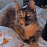 animal, bedspread, cat, close_up, cozy, domestic_animal, ears, eyes, feline, floral_pattern, fur, home, indoor, lying_down, pet, resting, soft_light, television, whiskers, window