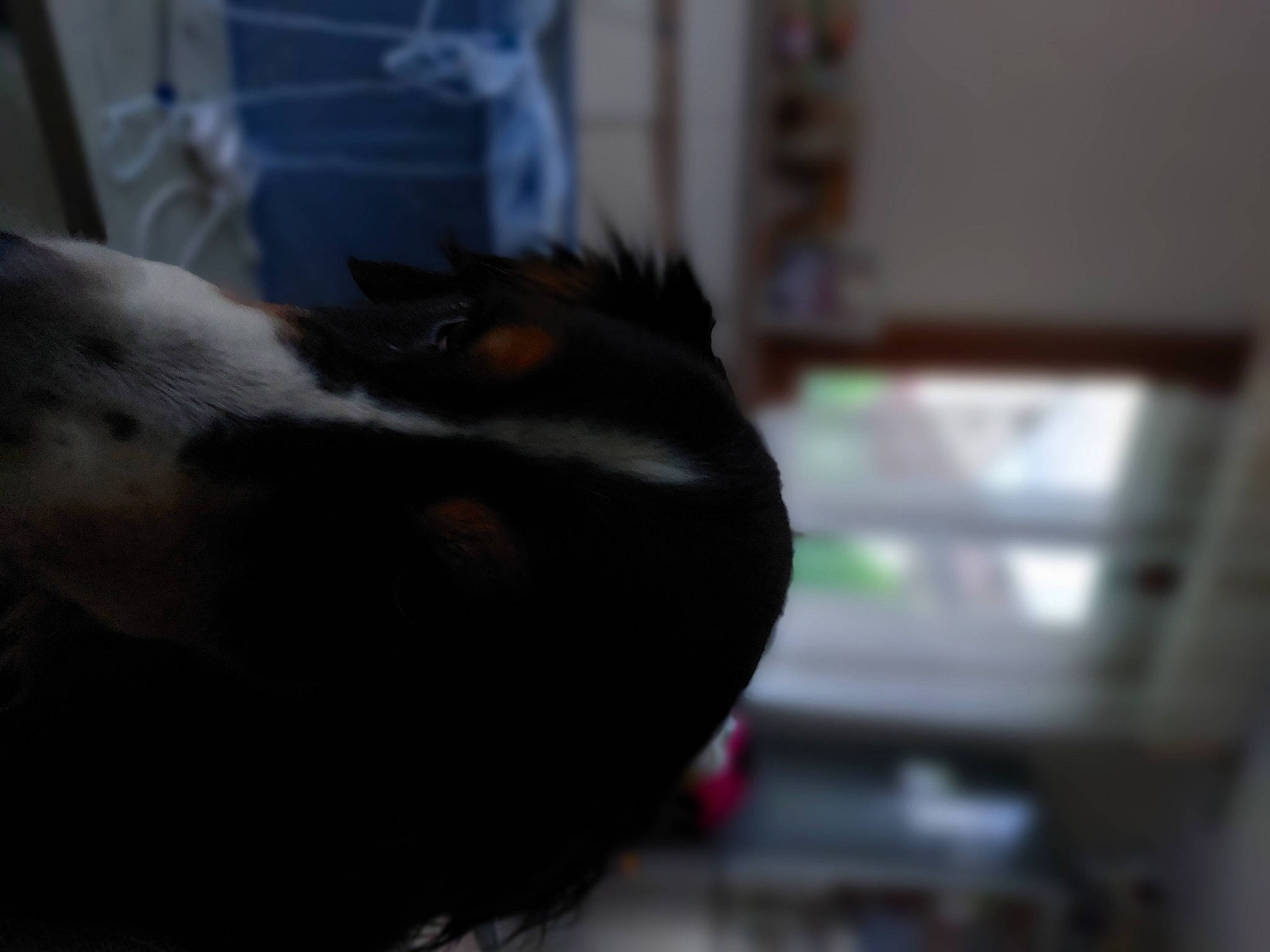 Guizmo a rejoint le concours — aidez-le/la à gagner de superbes lots ! beak, canidae, carnivore, companion_dog, dog, dog_breed, eye, fawn, feather, felidae, fur, liver, rough_collie, small_to_medium_sized_cats, sporting_group, tail, terrestrial_animal, whiskers, wing, working_animal