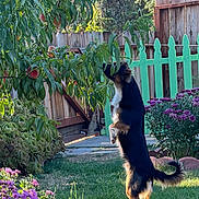 Tino is registered to the contest to win money with this photo: animal, dog, fence, flowers, fruit, garden, grass, greenery, leaves, nature, outdoor, pet, playing, standing, summer, sunlight, sunny, tree, wooden_fence, yard