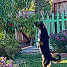 animal, dog, fence, flowers, fruit, garden, grass, greenery, leaves, nature, outdoor, pet, playing, standing, summer, sunlight, sunny, tree, wooden_fence, yard
