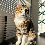 Akira participe au concours pour gagner de l'argent avec cette photo : cat, tabby, feline, pet, indoor, sunlight, shadow, window_blinds, countertop, fur, whiskers, ears, paws, sitting, domestic_animal, striped, animal, cute, relaxed, portrait