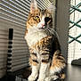 cat, tabby, feline, pet, indoor, sunlight, shadow, window_blinds, countertop, fur, whiskers, ears, paws, sitting, domestic_animal, striped, animal, cute, relaxed, portrait