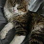 Akira participe au concours pour gagner de l'argent avec cette photo : cat, sleeping, tabby, white_fur, pet, indoor, cozy, blanket, fur, whiskers, relaxed, cute, closeup, resting, animal, paw, bed, soft, feline, domestic_cat