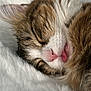 Akira participe au concours pour gagner de l'argent avec cette photo : cat, tabby, sleeping, close_up, pink_nose, tongue_out, fluffy, white_blanket, fur, whiskers, cute, pet, animal, cozy, relaxed, resting, mammal, indoor, soft, adorable
