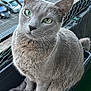 Héra a rejoint le concours — aidez-le/la à gagner de superbes lots ! cat, gray_cat, pet, feline, green_eyes, sitting, balcony, wire_mesh, blanket, container, outdoor, daylight, close_up, fur, animal, cute, domestic_cat, portrait, whiskers, paws