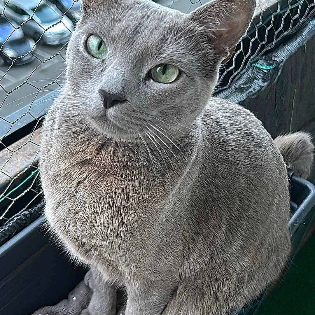 Héra a rejoint le concours — aidez-le/la à gagner de superbes lots ! animal, balcony, blanket, cat, close_up, container, cute, daylight, domestic_cat, feline, fur, gray_cat, green_eyes, outdoor, paws, pet, portrait, sitting, whiskers, wire_mesh