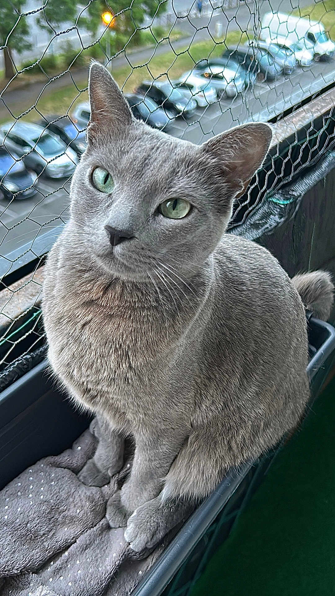 Héra a rejoint le concours — aidez-le/la à gagner de superbes lots ! cat, gray_cat, pet, feline, green_eyes, sitting, balcony, wire_mesh, blanket, container, outdoor, daylight, close_up, fur, animal, cute, domestic_cat, portrait, whiskers, paws