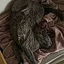 cat, gray_cat, pet, blanket, soft_texture, chair, furniture, indoor, relaxation, sleeping, cozy, fur, whiskers, paw, animal, cute, resting, domestic_animal, home, comfort